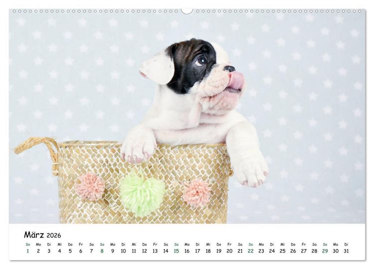 Produktbild: Baby Pfoten (Wandkalender 2026 DIN A2 quer), CALVENDO Monatskalender