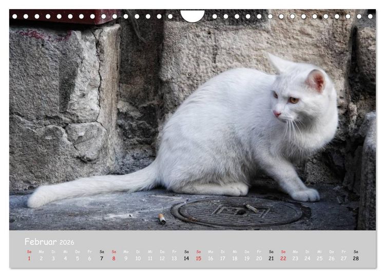 Produktbild: Katzen des S&uuml;dens (Wandkalender 2026 DIN A4 quer), CALVENDO Monatskalender