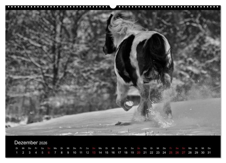 Produktbild: Pferde 2026 Wild Thing (Wandkalender 2026 DIN A2 quer), CALVENDO Monatskalender