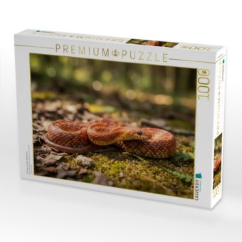 Produktbild: CALVENDO Puzzle Schlange auf dem Waldboden | 1000 Teile Lege-Gr&ouml;&szlig;e 64x48cm Foto-Puzzle f&uuml;r gl&uuml;ckliche Stunden