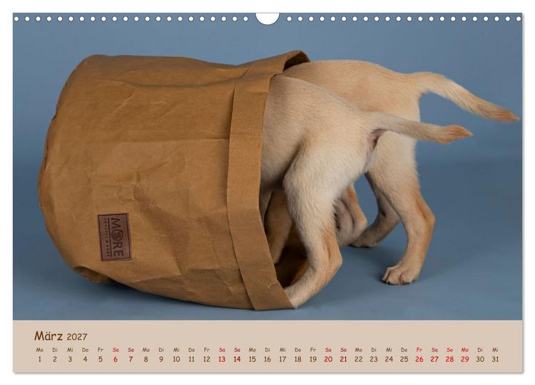 Produktbild: Achtung die Welpen kommen. (Wandkalender 2027 DIN A3 quer), CALVENDO Monatskalender