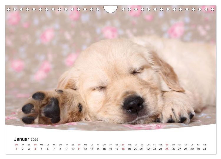 Produktbild: S&uuml;&szlig;e Tr&auml;ume 2026 - schlafende Hundewelpen (Wandkalender 2026 DIN A4 quer), CALVENDO Monatskalender