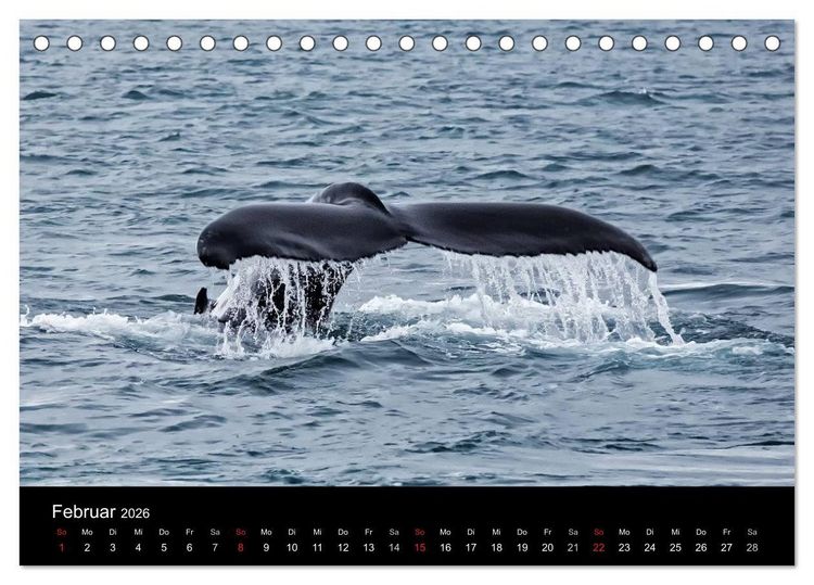 Produktbild: TRAUMZIEL ARKTIS, Impressionen vom Rand der Welt (Tischkalender 2026 DIN A5 quer), CALVENDO Monatskalender