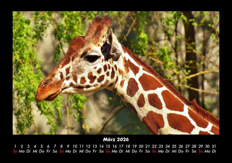 Produktbild: Giraffen 2026 Fotokalender DIN A3