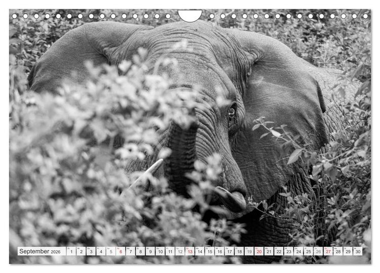 Produktbild: Emotionale Momente: Elefanten in black & white (Wandkalender 2026 DIN A4 quer), CALVENDO Monatskalender