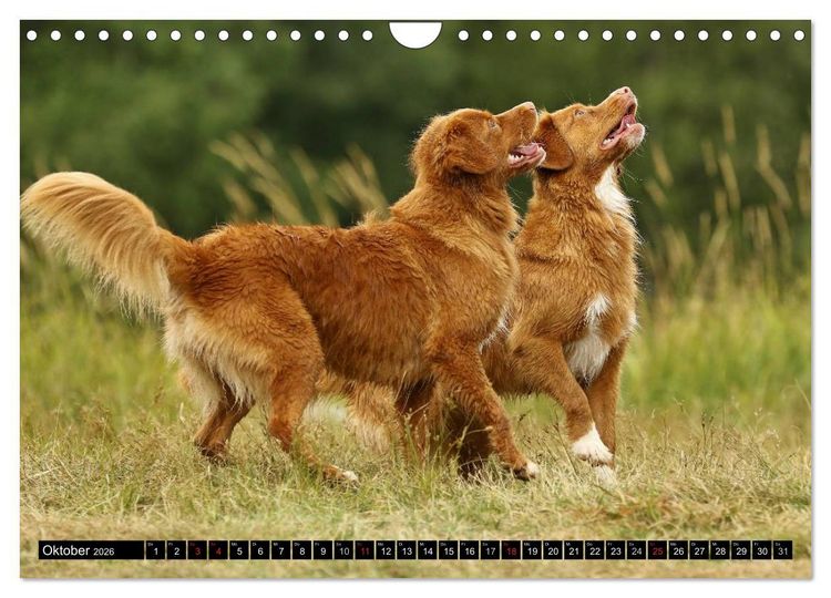 Produktbild: Nova Scotia Duck Tolling Retriever (Wandkalender 2026 DIN A4 quer), CALVENDO Monatskalender