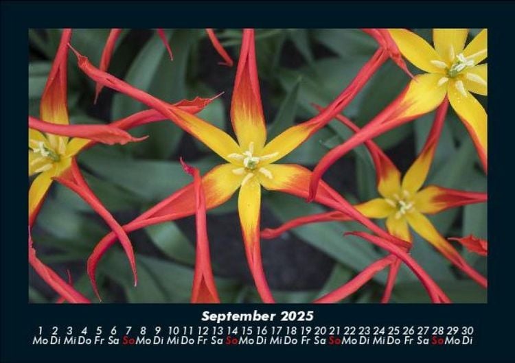 Produktbild: Blumentr&auml;ume 2025 Fotokalender DIN A5