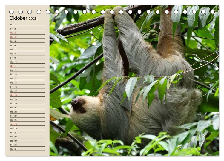 Produktbild: Regenwald. Tiere im Dschungel (Tischkalender 2026 DIN A5 quer), CALVENDO Monatskalender