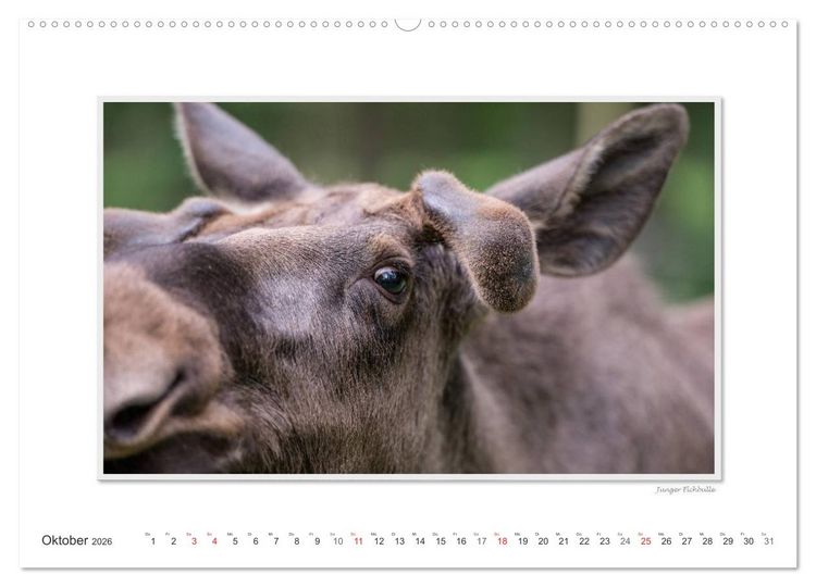 Produktbild: Emotionale Momente: Europ&auml;ischer Elch Part II (Wandkalender 2026 DIN A2 quer), CALVENDO Monatskalender