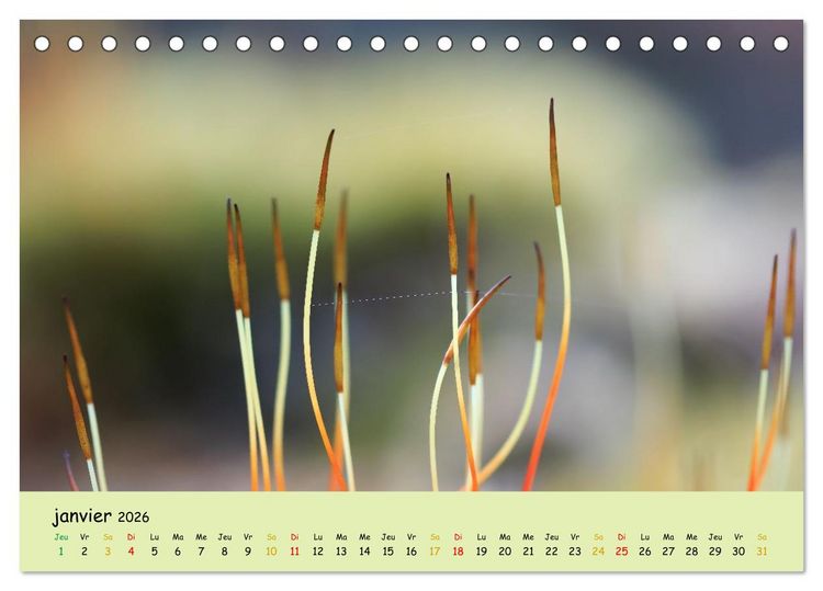 Produktbild: Le monde majestueux des mousses (Calendrier de bureau 2026 DIN A5 vertical), CALVENDO calendrier mensuel