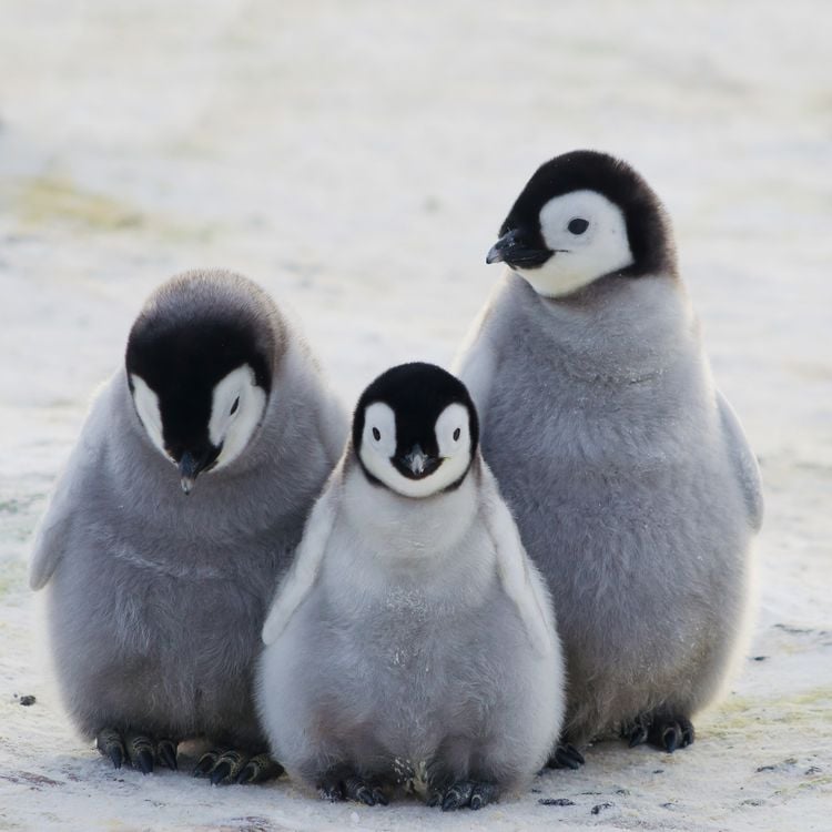 Produktbild: Penguins 2027