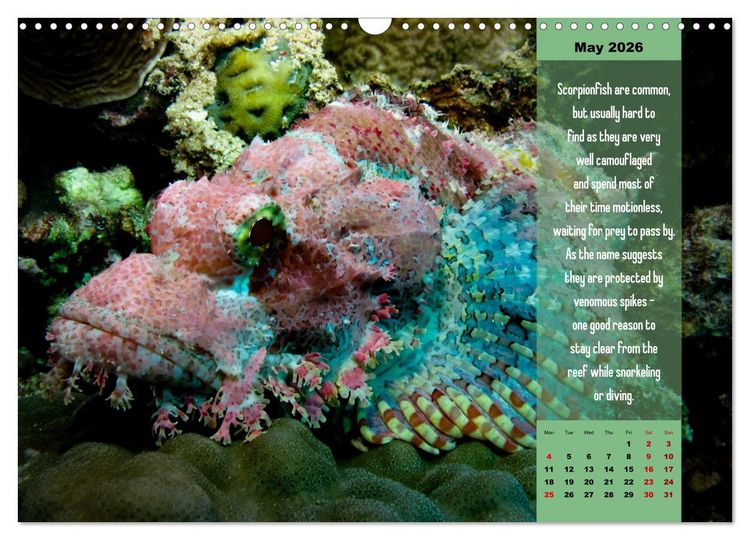 Produktbild: Diving into the Red Sea (Wall Calendar 2026 DIN A3 landscape), CALVENDO 12 Month Wall Calendar