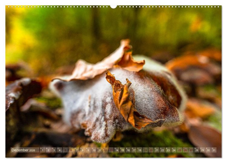 Produktbild: Ber&uuml;hrende Sch&ouml;nheit des Verg&auml;nglichen (Wandkalender 2026 DIN A2 quer), CALVENDO Monatskalender