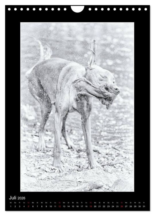 Produktbild: Vizsla-Liebe (Wandkalender 2026 DIN A4 hoch), CALVENDO Monatskalender