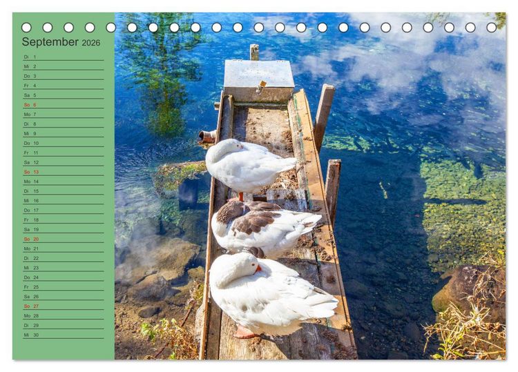 Produktbild: Wir sind die Stars am Wasser (Tischkalender 2026 DIN A5 quer), CALVENDO Monatskalender