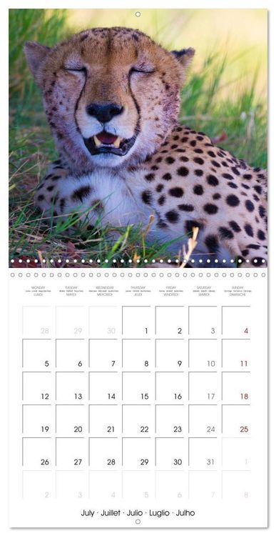 Produktbild: CATS OF AFRICA (Wall Calendar 2027 12 &times; 12 Inch) CALVENDO 12 Month Wall Calendar