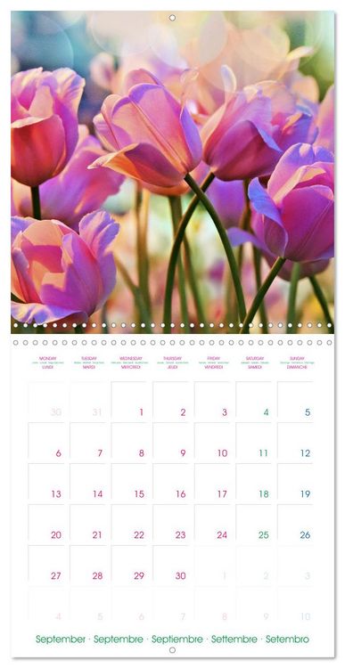 Produktbild: Tulips - Harbingers of Spring (Wall Calendar 2027 12 &times; 12 Inch) CALVENDO 12 Month Wall Calendar