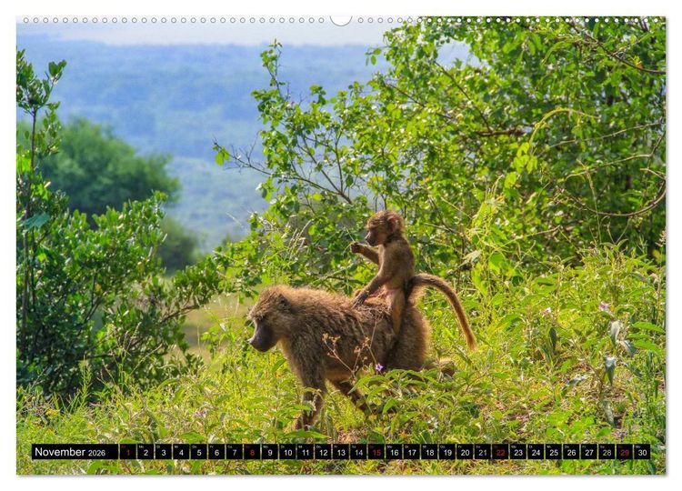 Produktbild: Afrikas wilde Tiere (Wandkalender 2026 DIN A2 quer), CALVENDO Monatskalender