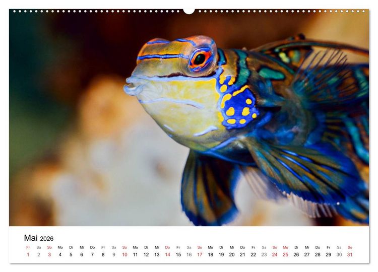 Produktbild: Fischzauber - Wundervolle Aquarienfische (hochwertiger Premium Wandkalender 2026 DIN A2 quer), Kunstdruck in Hochglanz