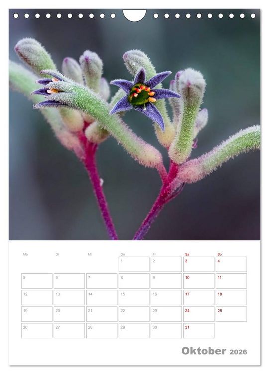 Produktbild: g'day Australien 2026 (Wandkalender 2026 DIN A4 hoch), CALVENDO Monatskalender