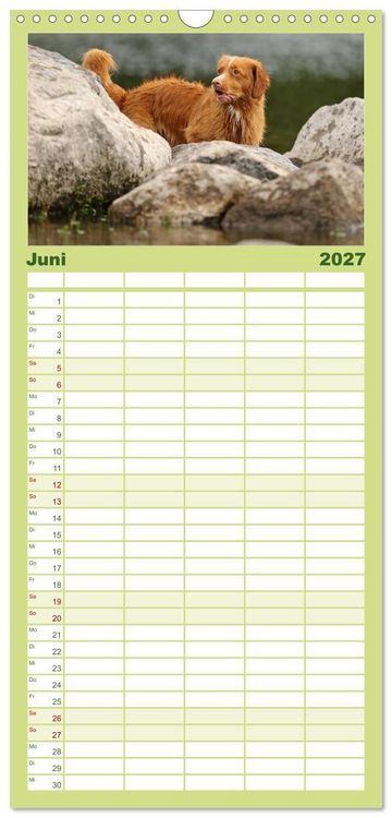 Produktbild: Familienplaner 2027 - Nova Scotia Duck Tolling Retriever mit 5 Spalten (Wandkalender, 21 x 45 cm) CALVENDO
