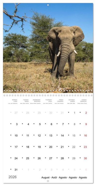 Produktbild: Adventure South Africa 2026 (Wall Calendar 2026 12 &times; 12 Inch) CALVENDO 12 Month Wall Calendar