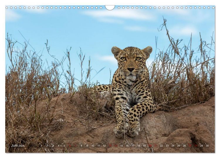 Produktbild: S&uuml;dafrika wunderbare Tierwelt (Wandkalender 2026 DIN A3 quer), CALVENDO Monatskalender