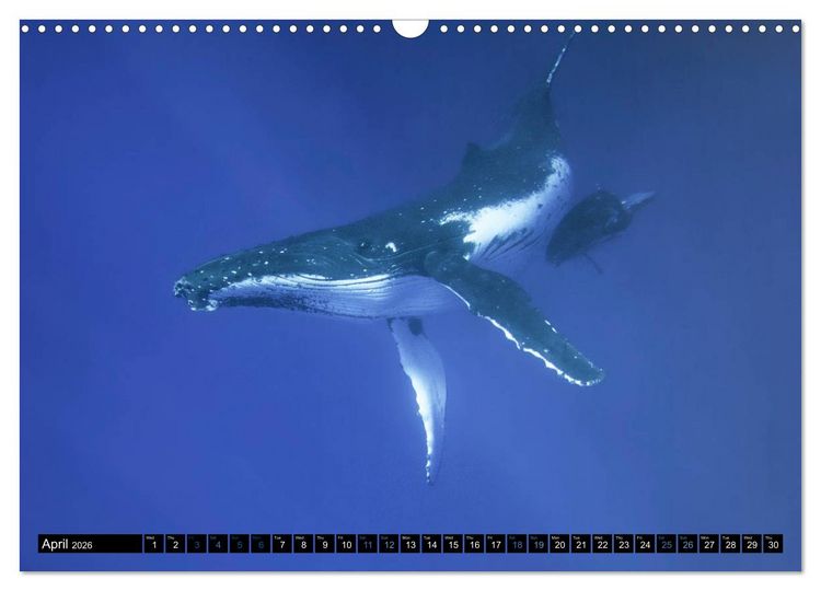Produktbild: A Whale of a Year (Wall Calendar 2026 DIN A3 landscape), CALVENDO 12 Month Wall Calendar