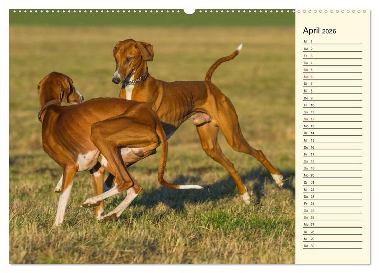 Produktbild: Windhund der W&uuml;ste - Der Azawakh (hochwertiger Premium Wandkalender 2026 DIN A2 quer), Kunstdruck in Hochglanz