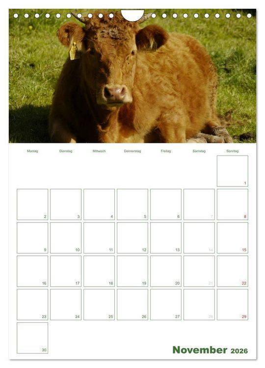 Produktbild: Kuhle K&uuml;he 2026 (Wandkalender 2026 DIN A4 hoch), CALVENDO Monatskalender