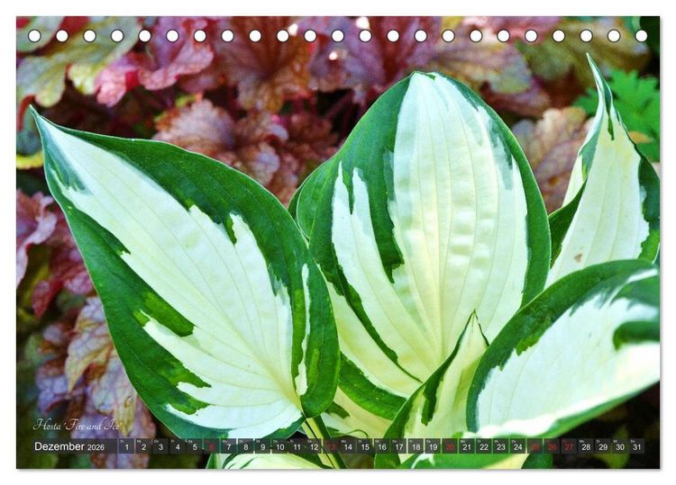Produktbild: Hosta Staude mit Herz (Tischkalender 2026 DIN A5 quer), CALVENDO Monatskalender