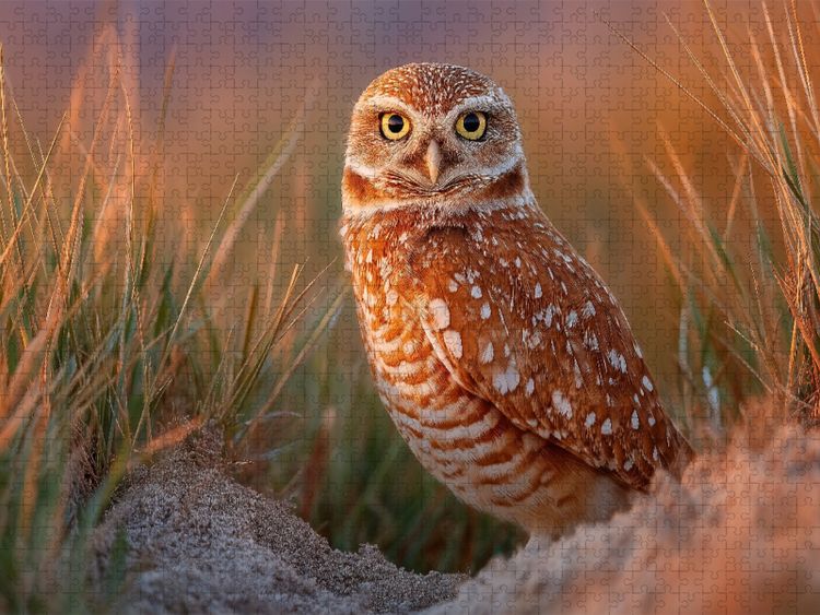 Produktbild: CALVENDO Puzzle Neugieriger H&ouml;hlenkauz im hohen Gras | 1000 Teile Lege-Gr&ouml;&szlig;e 64x48cm Foto-Puzzle f&uuml;r gl&uuml;ckliche Stunden
