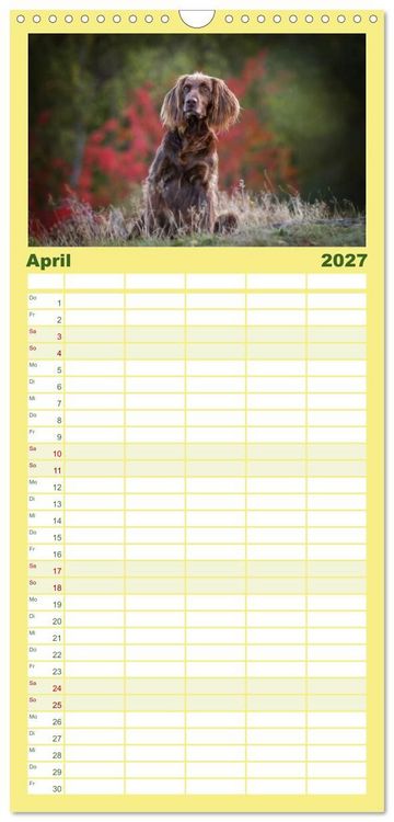 Produktbild: Familienplaner 2027 - Passion Jagdhund - Deutsch Langhaar mit 5 Spalten (Wandkalender, 21 x 45 cm) CALVENDO