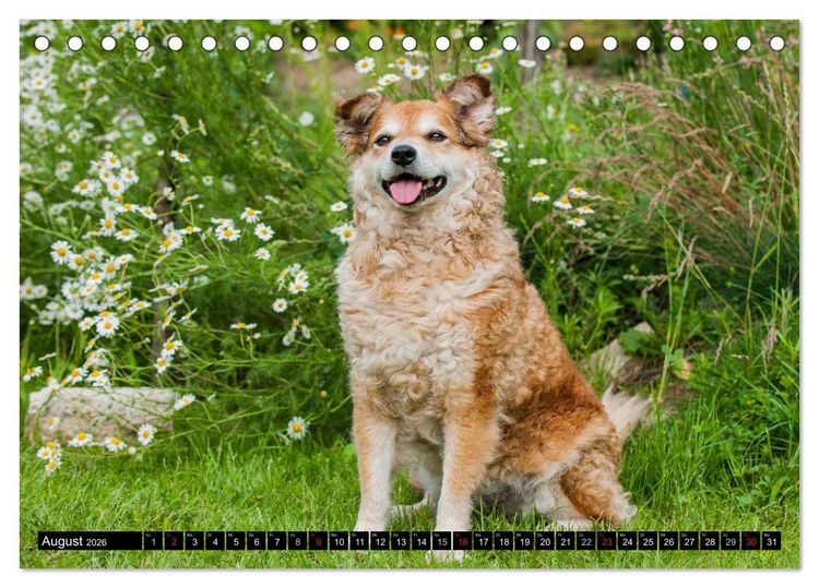 Produktbild: Altdeutsche H&uuml;tehunde - Fast vergessen (Tischkalender 2026 DIN A5 quer), CALVENDO Monatskalender