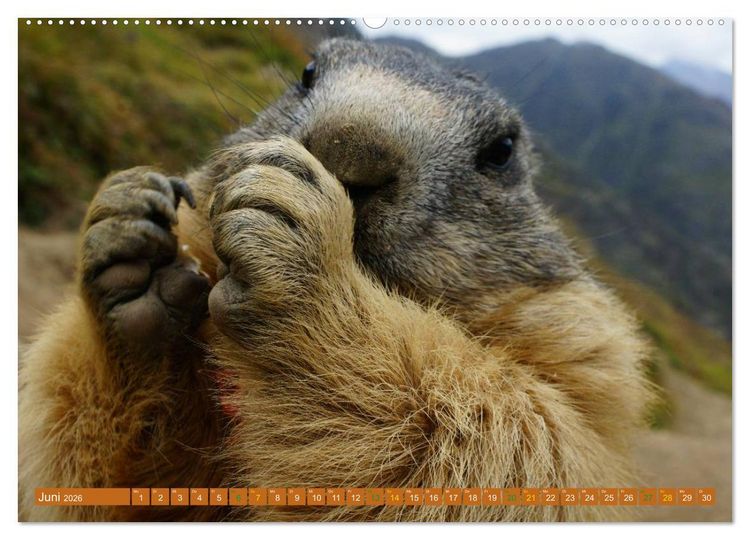 Produktbild: Und ewig pfeift das Murmeltier (hochwertiger Premium Wandkalender 2026 DIN A2 quer), Kunstdruck in Hochglanz