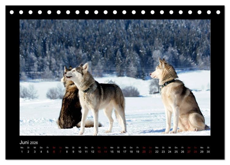 Produktbild: Huskys im Schnee (Tischkalender 2026 DIN A5 quer), CALVENDO Monatskalender