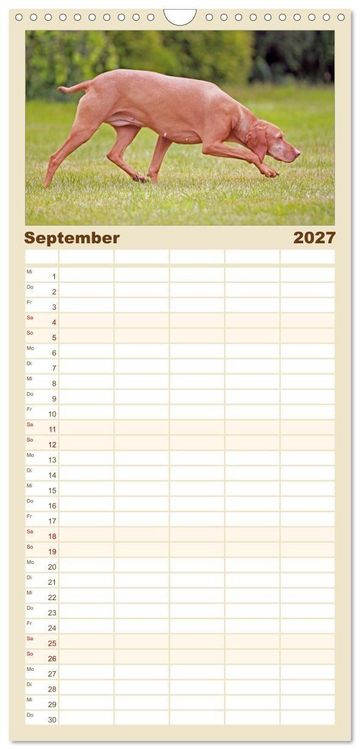 Produktbild: Familienplaner 2027 - Magyar Vizsla - Vielseitiger Jagdhund mit 5 Spalten (Wandkalender, 21 x 45 cm) CALVENDO