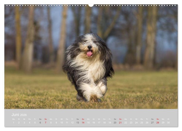 Produktbild: BEARDED COLLIES 2026 (hochwertiger Premium Wandkalender 2026 DIN A2 quer), Kunstdruck in Hochglanz
