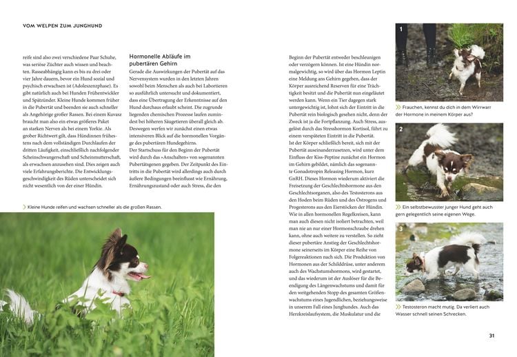 Produktbild: Wenn der Welpe zum halbstarken Hund wird