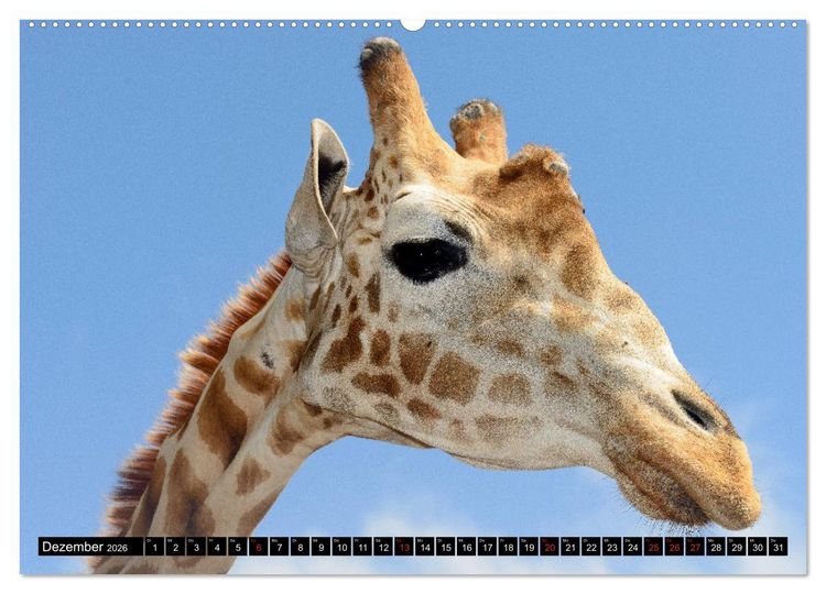 Produktbild: Afrika - Welt der Tiere (hochwertiger Premium Wandkalender 2026 DIN A2 quer), Kunstdruck in Hochglanz