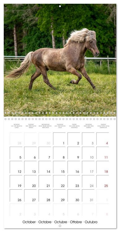 Produktbild: Charming Icelandic Horses (Wall Calendar 2026 12 &times; 12 Inch) CALVENDO 12 Month Wall Calendar