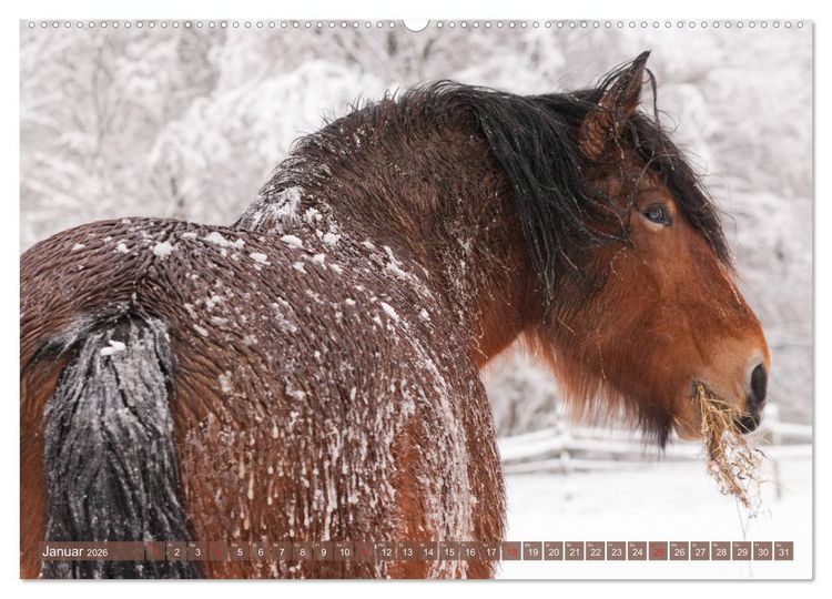 Produktbild: Kaltbl&uuml;ter - Schwere Pferde mit Charme (hochwertiger Premium Wandkalender 2026 DIN A2 quer), Kunstdruck in Hochglanz