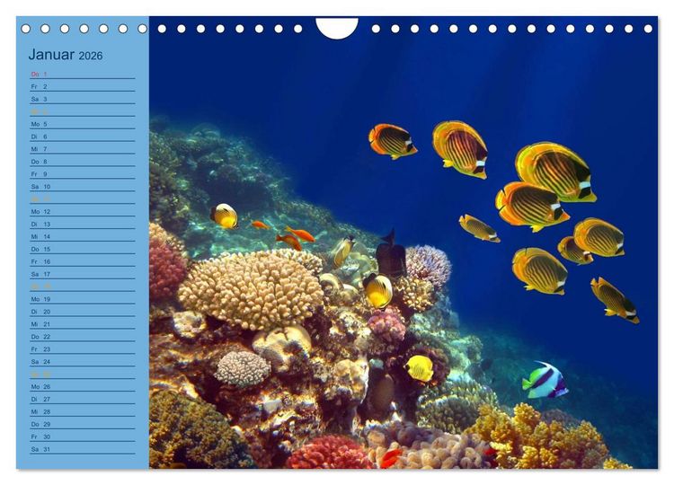 Produktbild: Momente im Blau - Ein Terminplaner f&uuml;r Unterwasser-Freunde (Wandkalender 2026 DIN A4 quer), CALVENDO Monatskalender