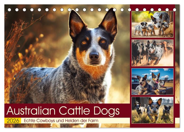 Produktbild: Australian Cattle Dogs. Echte Cowboys und Helden der Farm (Tischkalender 2026 DIN A5 quer), CALVENDO Monatskalender