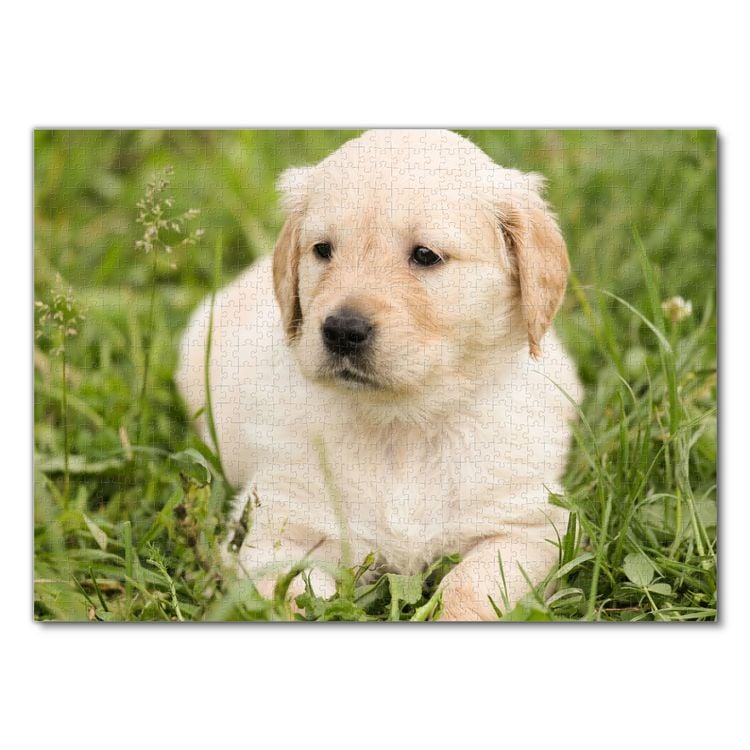 Produktbild: Lais Puzzle Golden Retriever Welpe 1000 Teile