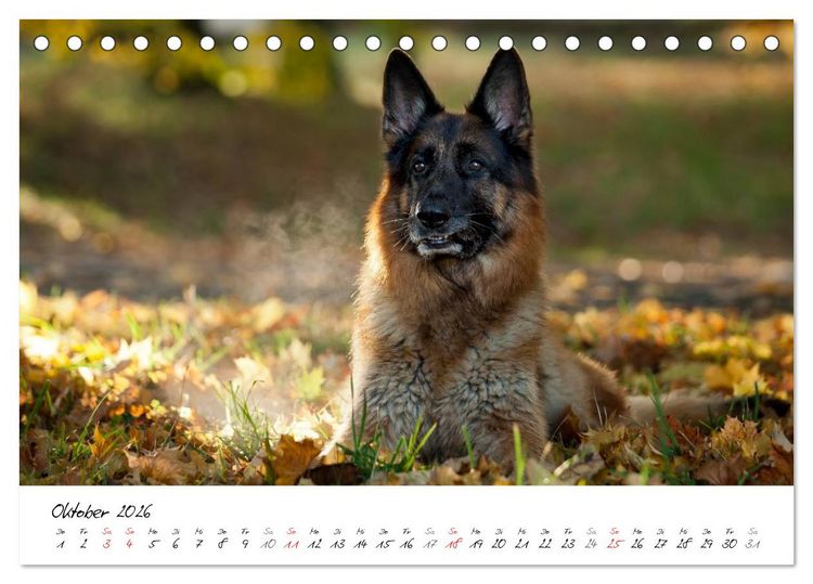 Produktbild: Deutsche Sch&auml;ferhunde - Traumhunde (Tischkalender 2026 DIN A5 quer), CALVENDO Monatskalender