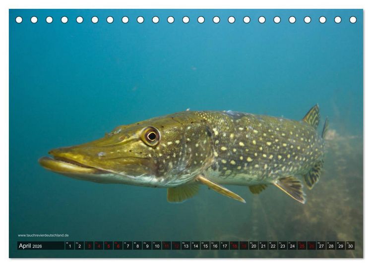 Produktbild: Tauchrevier Deutschland - Der Hecht (Esox lucius) (Tischkalender 2026 DIN A5 quer), CALVENDO Monatskalender