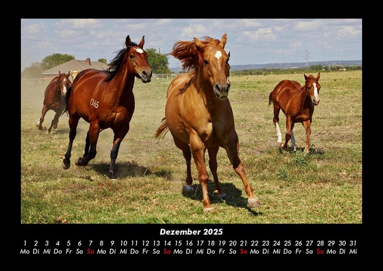 Produktbild: Pferdetraum 2025 Fotokalender DIN A3