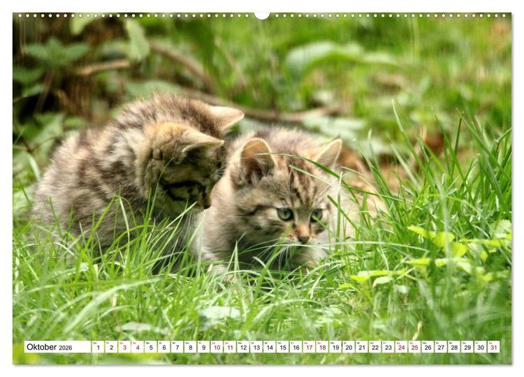 Produktbild: Wildkatzen - Die lautlosen J&auml;ger des Waldes (Wandkalender 2026 DIN A2 quer), CALVENDO Monatskalender