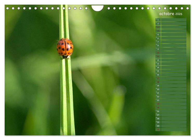 Produktbild: Coccinelles rouges &agrave; points noirs (Calendrier mural 2026 DIN A4 vertical), CALVENDO calendrier mensuel